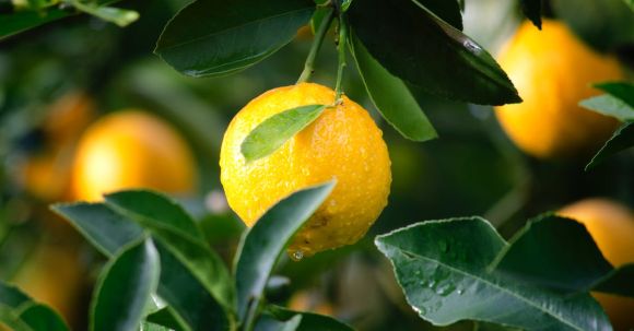 Crop Nutrition Optimization - Shallow Focus Photography of Yellow Lime With Green Leaves