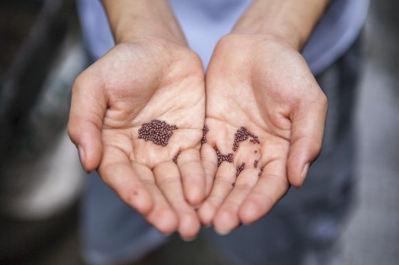 Seed - person holding small beans