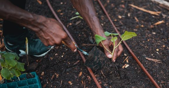 Soil Fertility - Person Holding Green Leaf Plant on Brown Soil