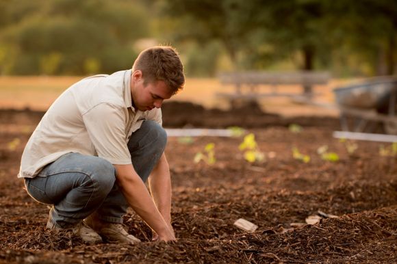 Farmer - man in white shirt planting at daytime