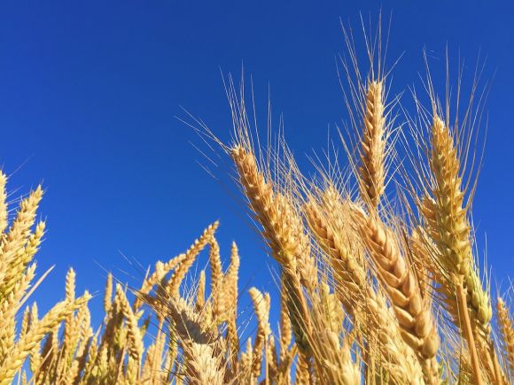 Crop - closeup photography of brown wheats
